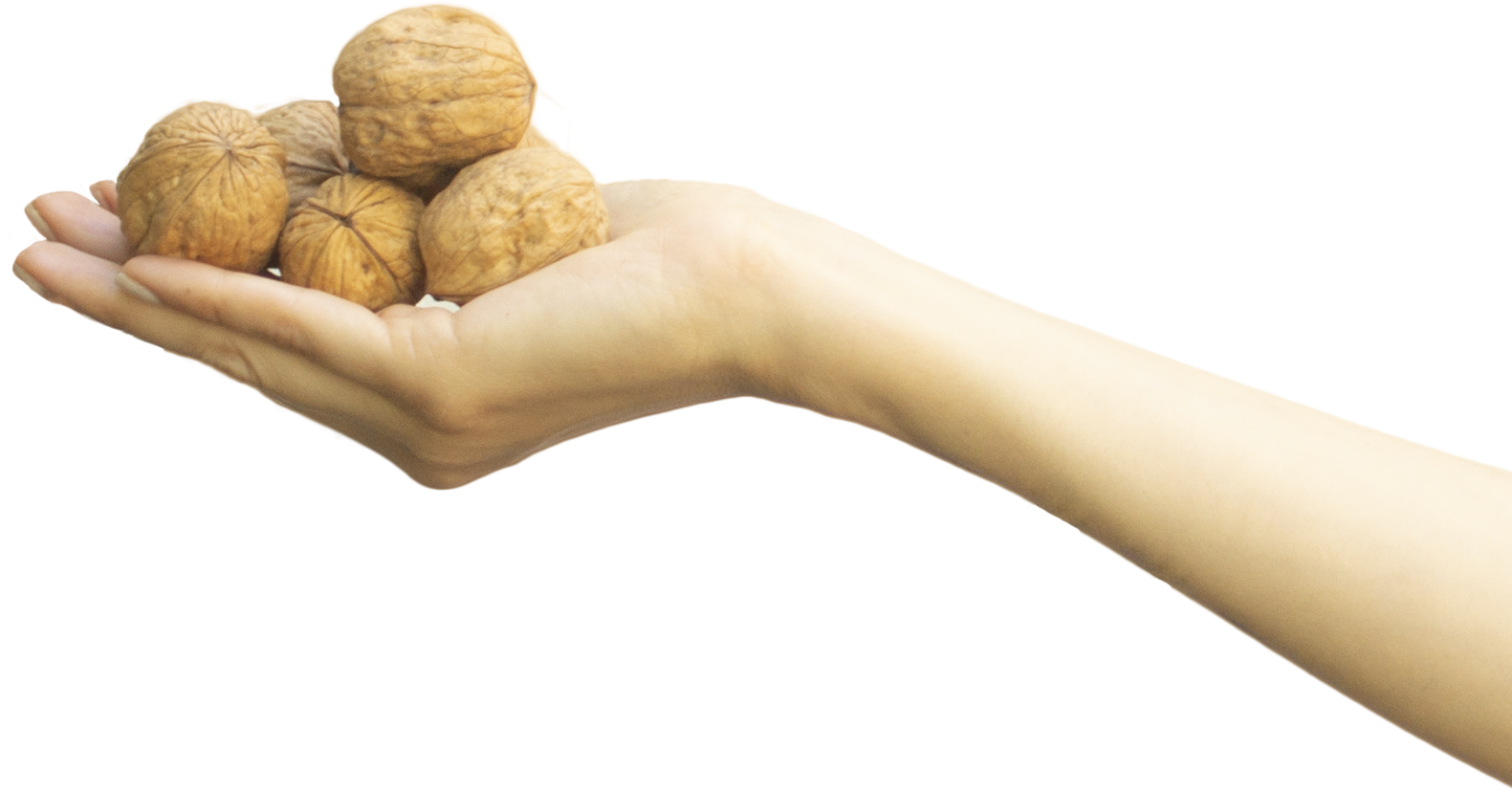 Mano sosteniendo nueces